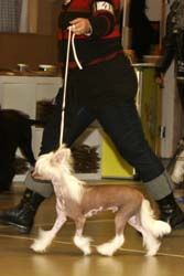 Gou's I'm Your Hoochie Coochie Man