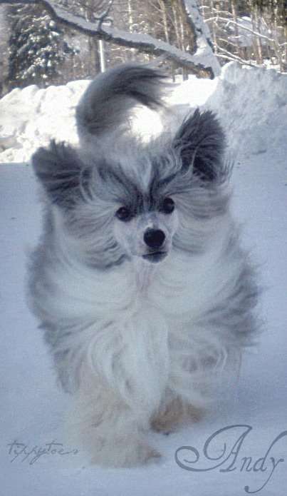 Woodlyn Tickle My Funny Bone