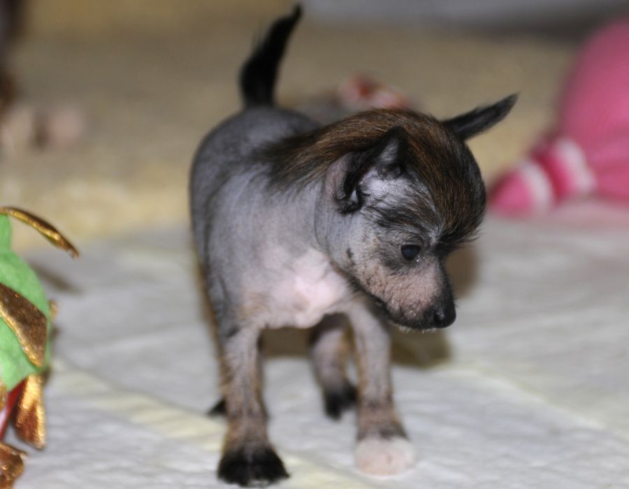 Sunstreaker Catchphrase