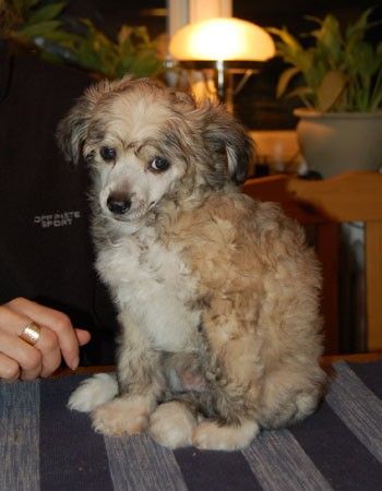 Absolute Magic's Damn I'm So Hairy