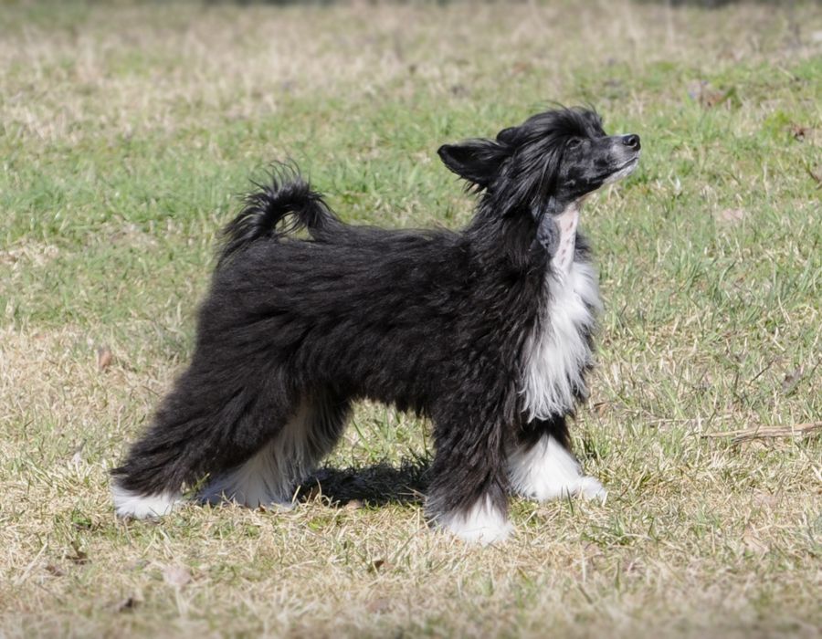 Sunstreaker Crowdbreaker