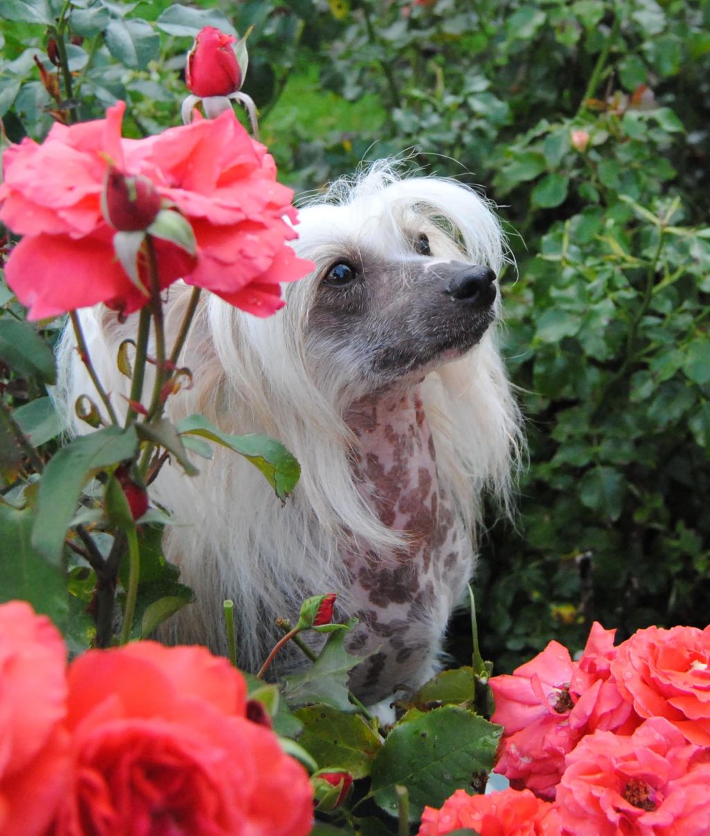 Ravenna Nataki Fanrock