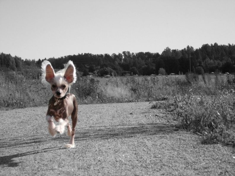 Rodrick Nataki Fanrock