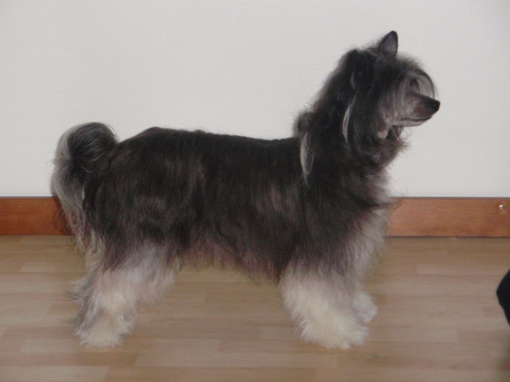 Sun Dan Fortune Cookie