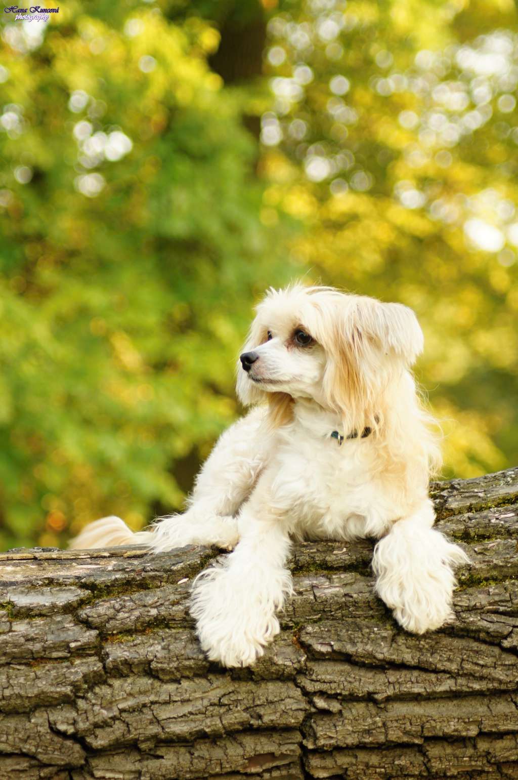 Casiopea   z  Boniki