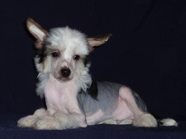 True Magnifisen Tverskoy Bomond