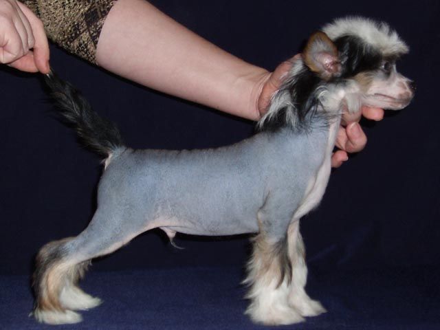 True Magnifisen Tam-Tam iz Tveri