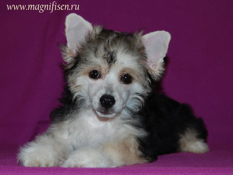 True Magnifisen Magic Touch