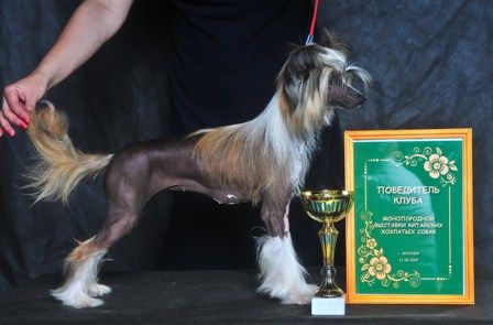 Shanezhka Medovaya ot Volnogo Psa