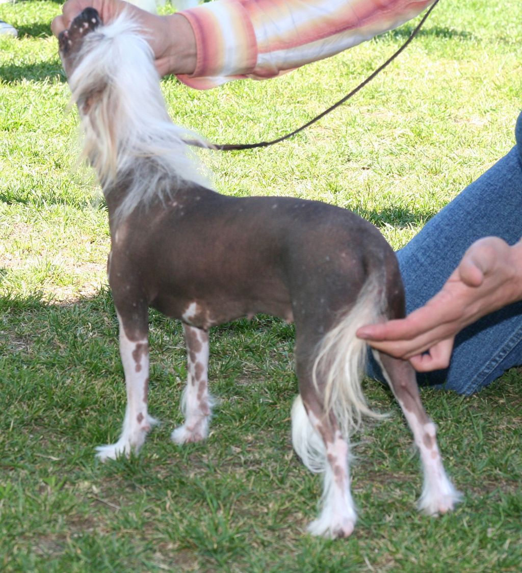 House of Giant's Wannabee Artemis