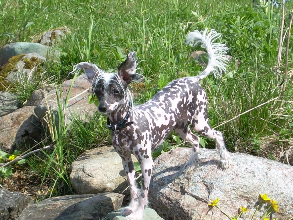 Lisa Mari's Batman The King