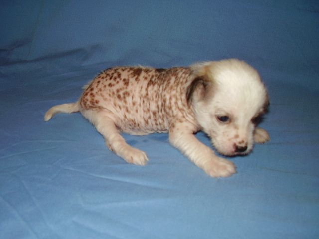 Motylek Bialy - male HL