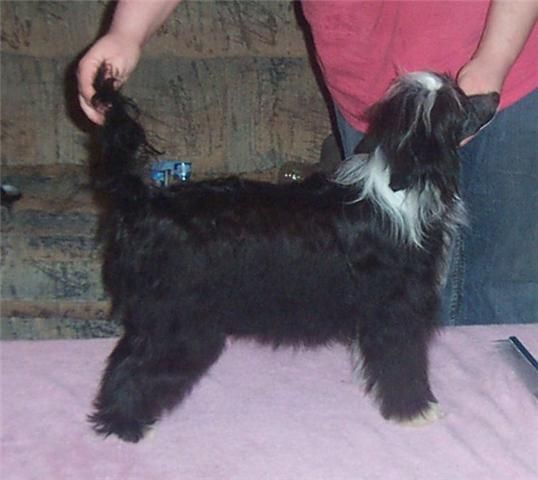 Spiritual Mosaic Black and White Affair