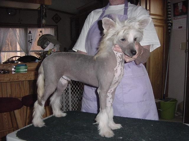 Lesmars Electrifying Second Generation HL