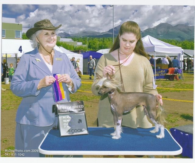 Pointy Pine Playing to Win in D'Nude