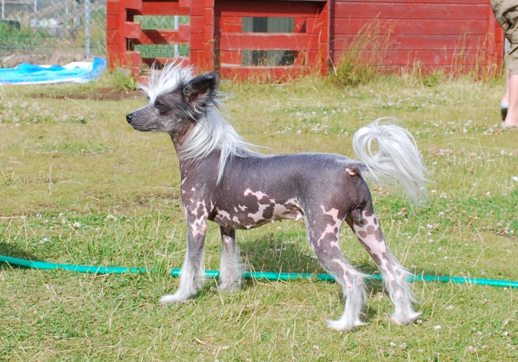 Sørperlas Holla Balloo