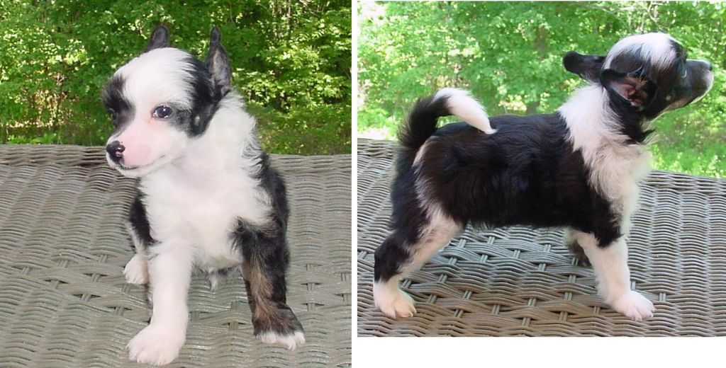 NH1Gregory Naaktehond's First M WL