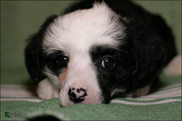 Shelcovij Shlejf Mulen-a-Van