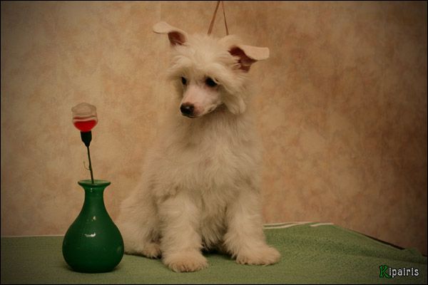 Shelcovij Shlejf Monte Blan