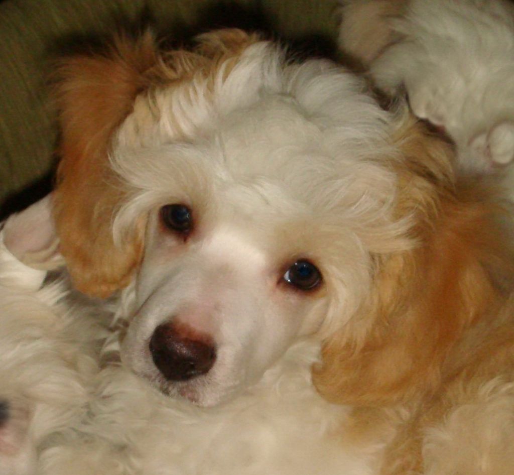 Shelcovij Shlejf Muscat