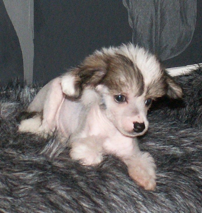 Starside Proper Little Miss