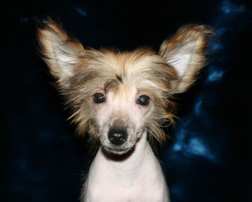 Prometei s Tushinskogo Doma