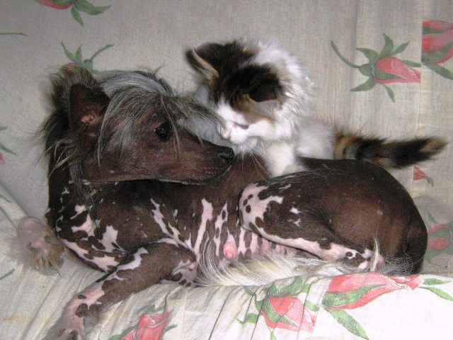 Patrisia s Tushinskogo Doma