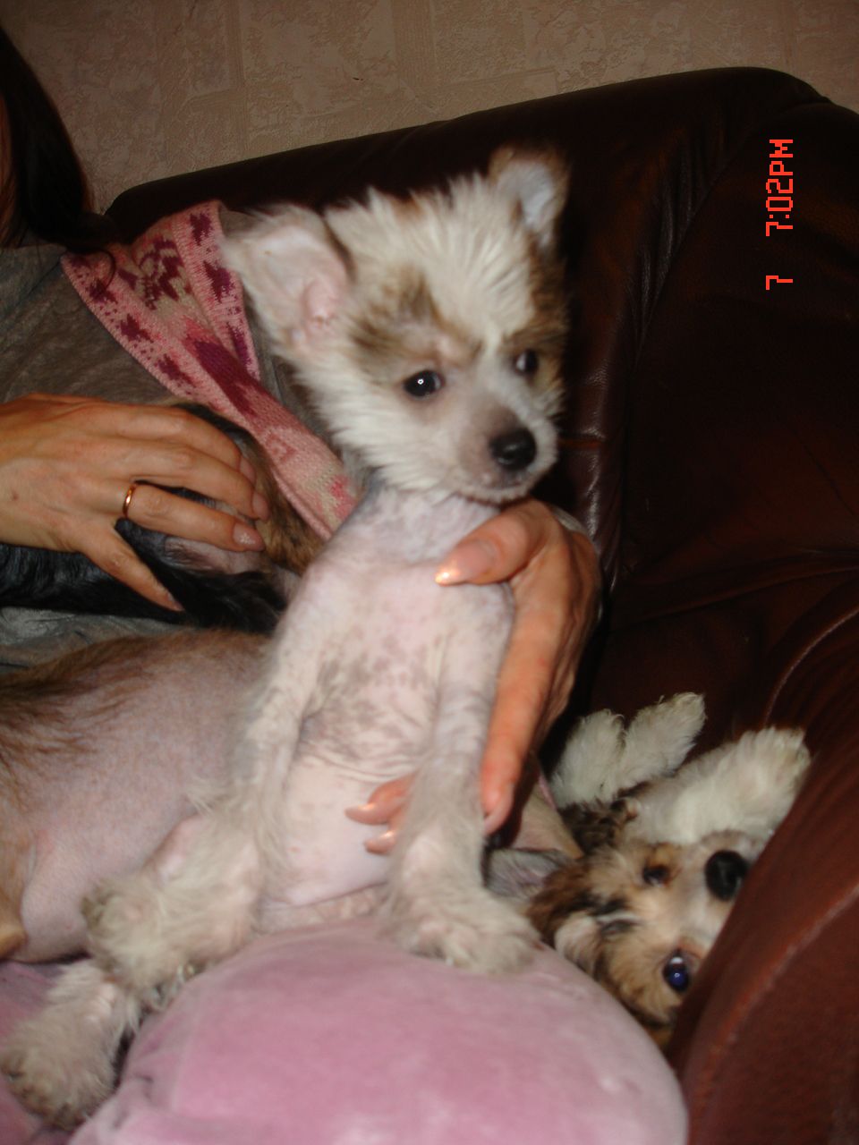 Rouber Balt Jasmin Mit 