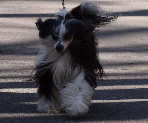 Beauty Queen Rouz-Mari