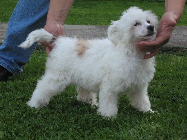 Belladona Lily Rouz-Mari