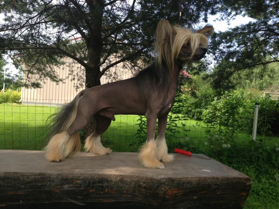 Rouber Balt Jim-Dandy Mit