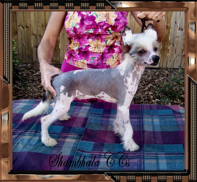 Shambhala's Double Trouble In Russia