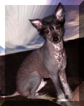 Shambhala's Razzmatazz-From Russia W-Love