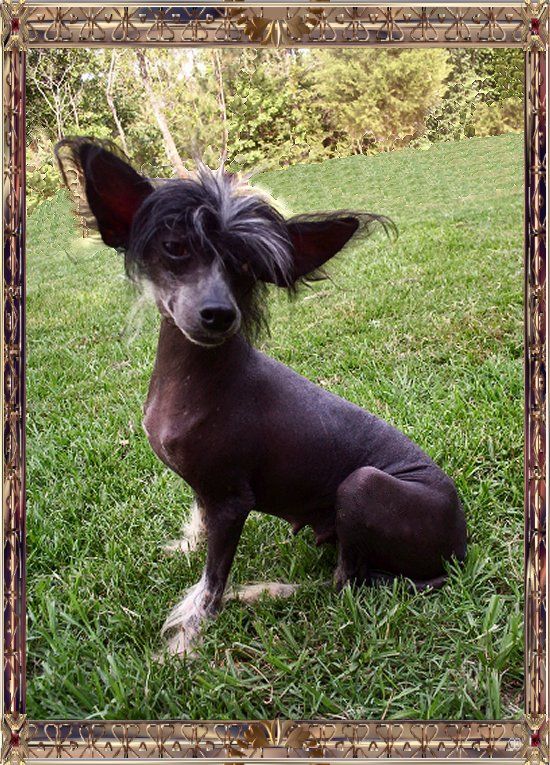 Shambhala's Black Onyx of Beauty