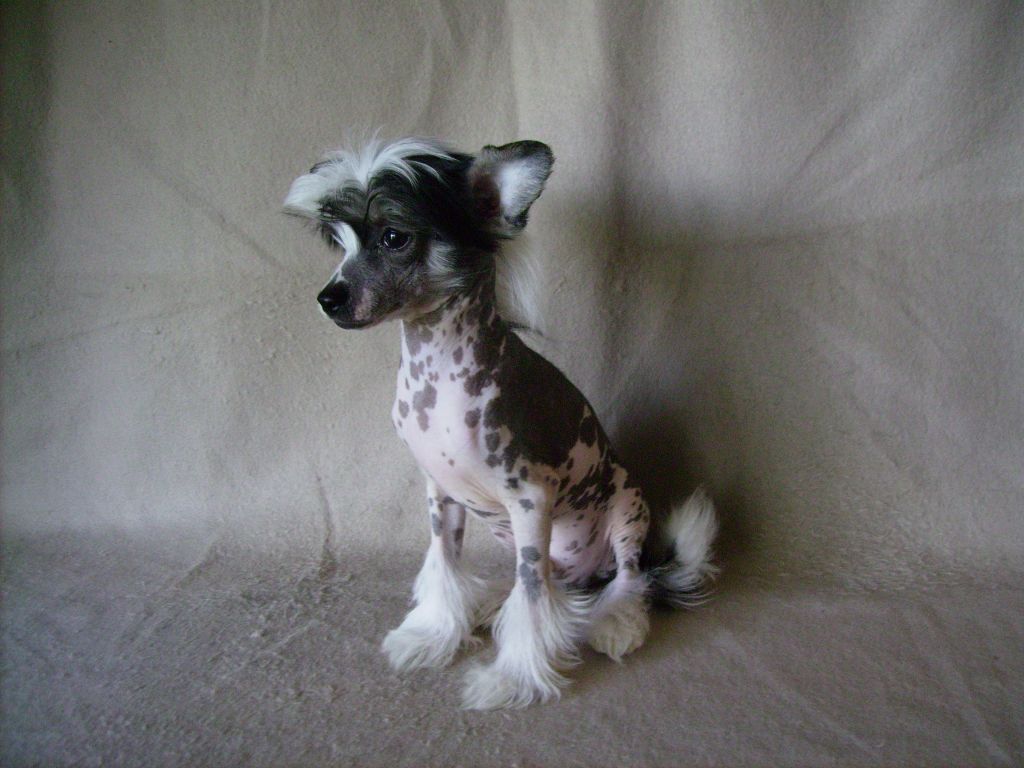 Echo's Dance Magic Dance