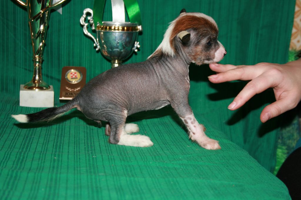 Selebrita s Tushinskogo Doma