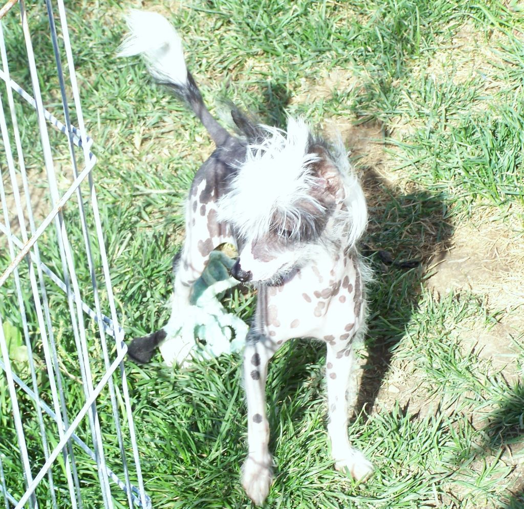 Nu Poil's Precious China Jade