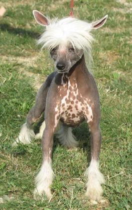 Vinodolska 1983 Gabbana