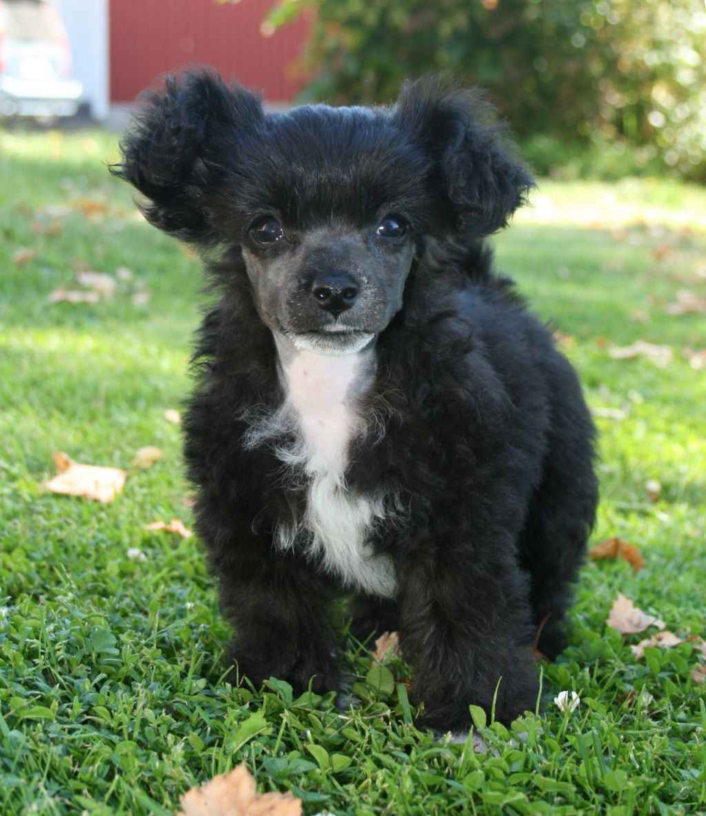 Proud Pony One in a Million