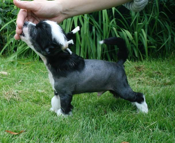 Proud Pony Only for You