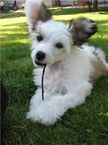 Proud Pony Northern Light