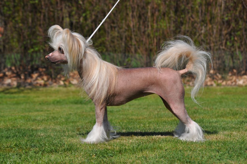 Proud Pony Needless to Say