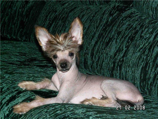 Nochnoy Dozor s Tushinskogo Doma