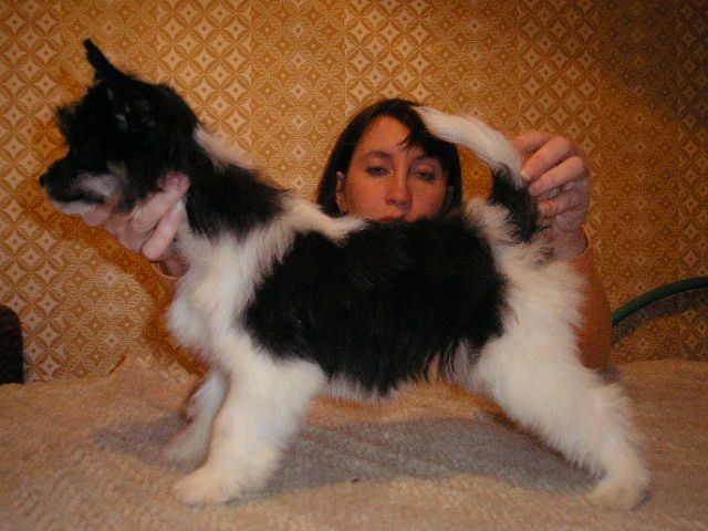 Nochnaya Feya s Tushinskogo Doma