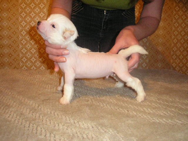 Lepestok Lotosa s Tushinskogo Doma 