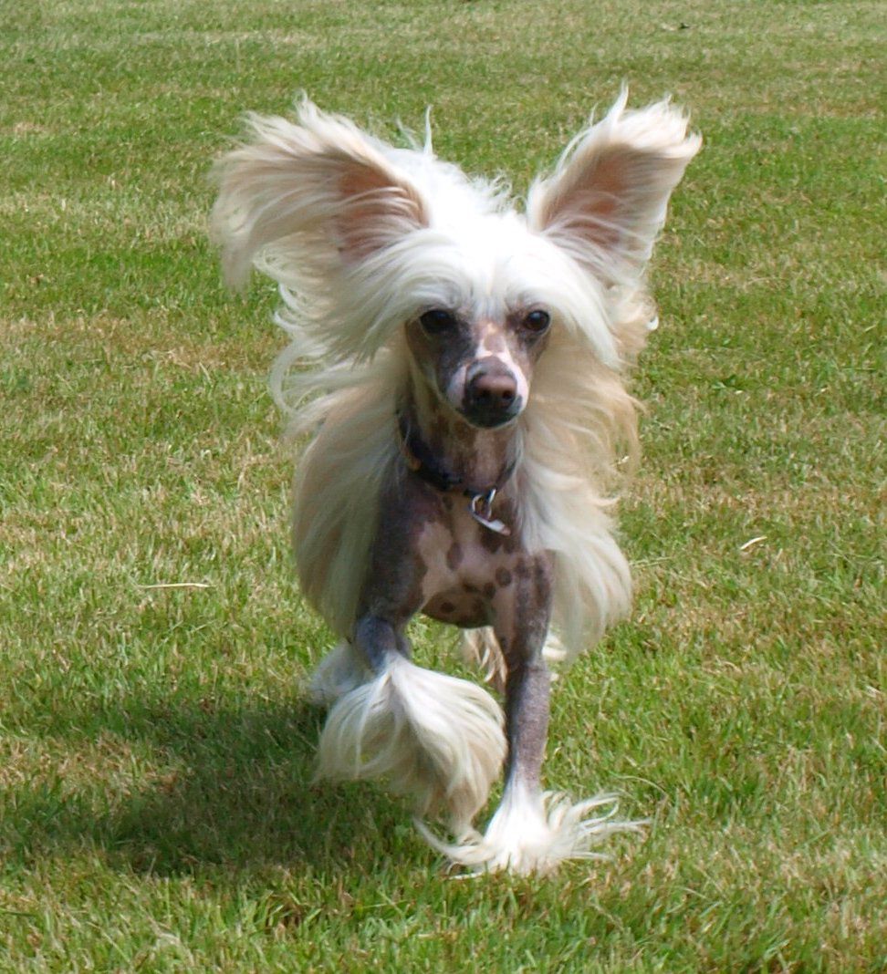 Treasure Guardians Candyman