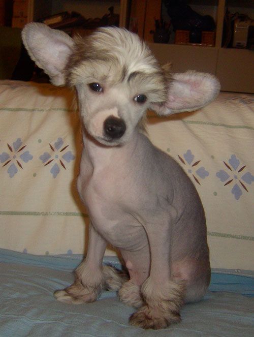 Xodix Charming Diamond Eyes