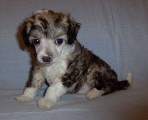 Xodix Charming Emerald Queen