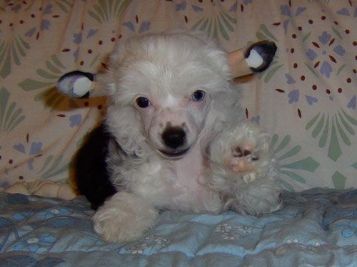 Xodix Charming Zapphire Ballerina