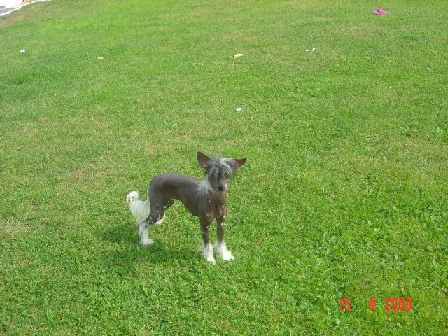 Walentynka  z Gangu Lysych